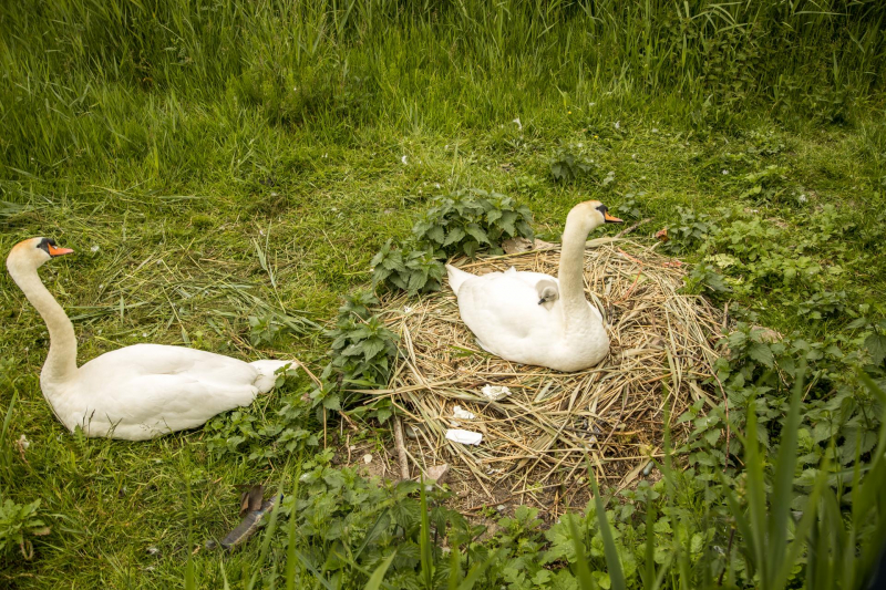 Eieren bekogelde zwanen uitgekomen