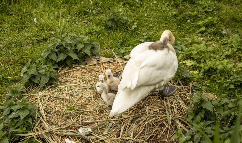 Eieren bekogelde zwanen uitgekomen
