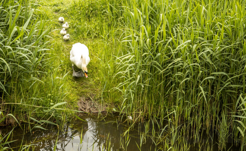 Eieren bekogelde zwanen uitgekomen