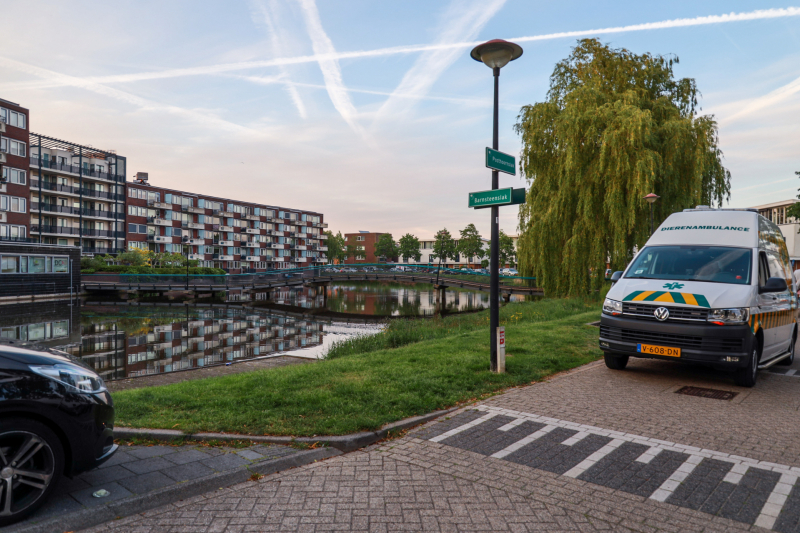 Dode meerkoet-moeder uit nest gehaald