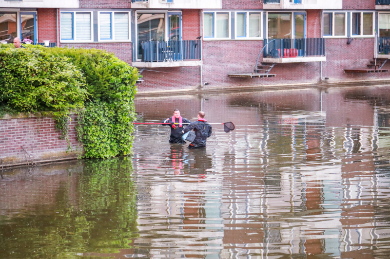 Dode meerkoet-moeder uit nest gehaald