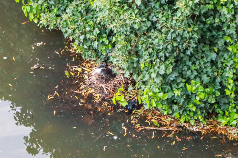 Dode meerkoet-moeder uit nest gehaald
