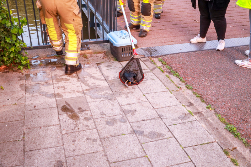 Dode meerkoet-moeder uit nest gehaald