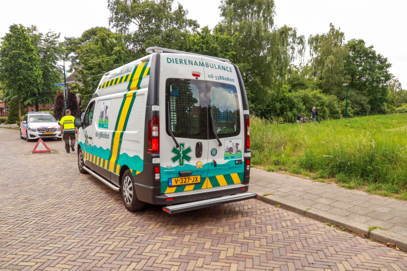 Hondje aangevallen door uitgebroken herder
