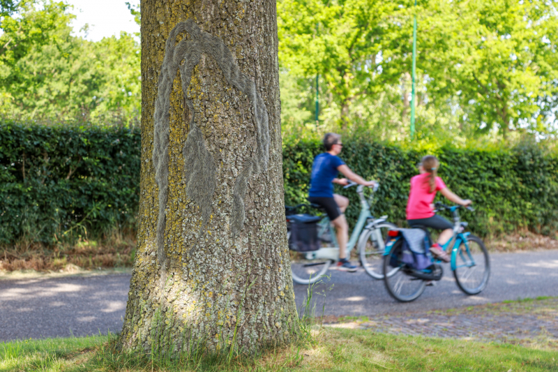 Volop eikenprocessierups gesignaleerd