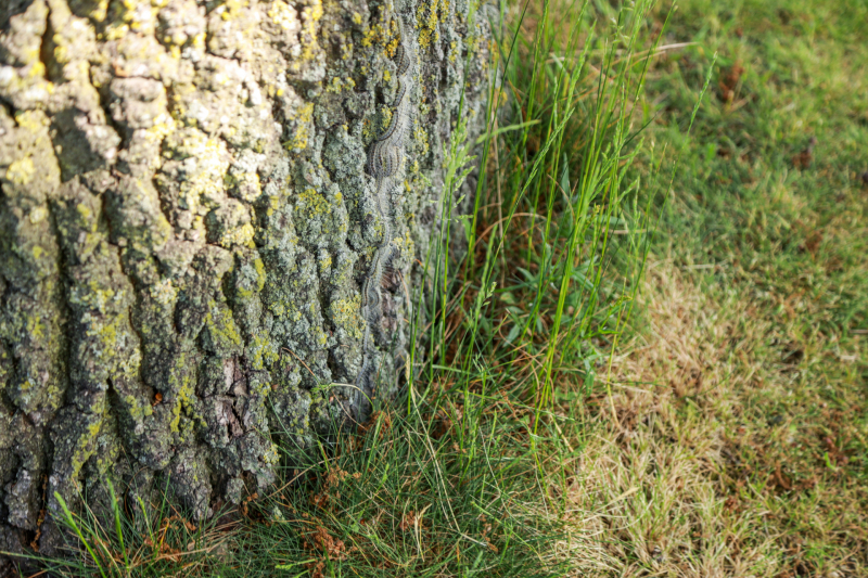 Volop eikenprocessierups gesignaleerd