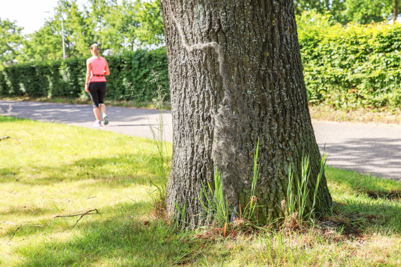 Volop eikenprocessierups gesignaleerd