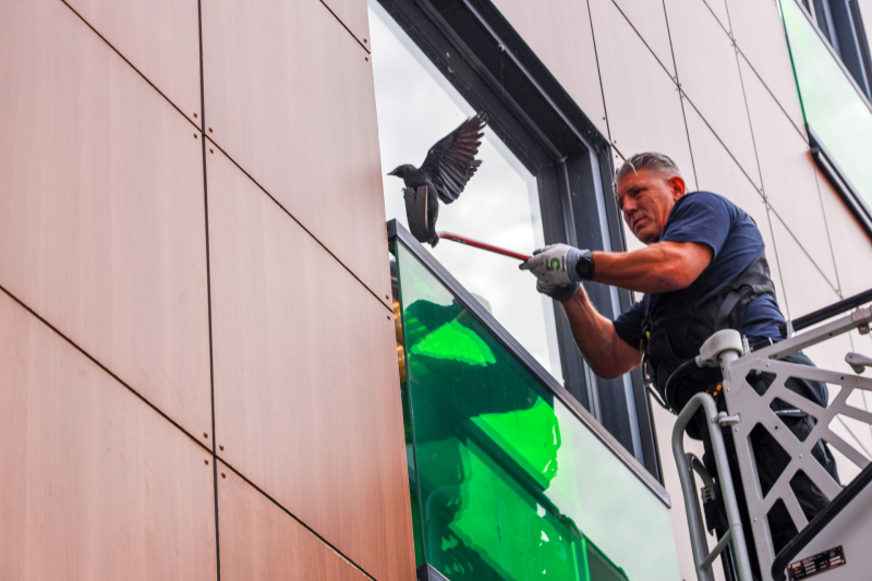 Vogel vliegt tegen raam en zit vast