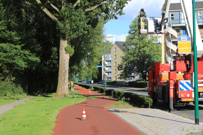 Meerdere levensgevaarlijk takken verwijderd