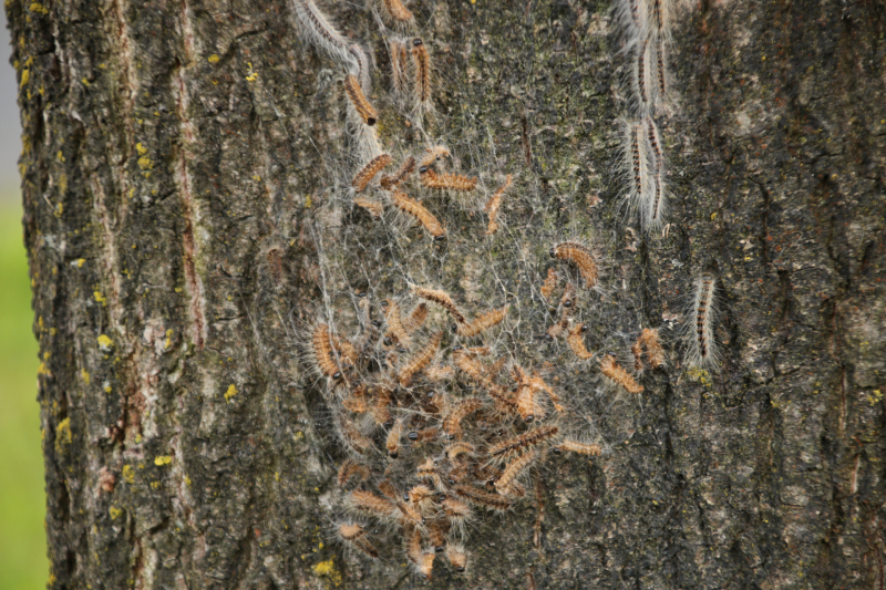 Eikenprocessierups ook in Barneveld