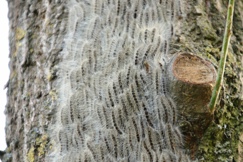 Eikenprocessierups ook in Barneveld