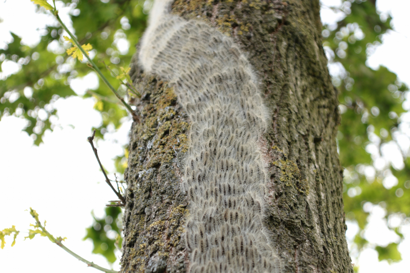 Eikenprocessierups ook in Barneveld