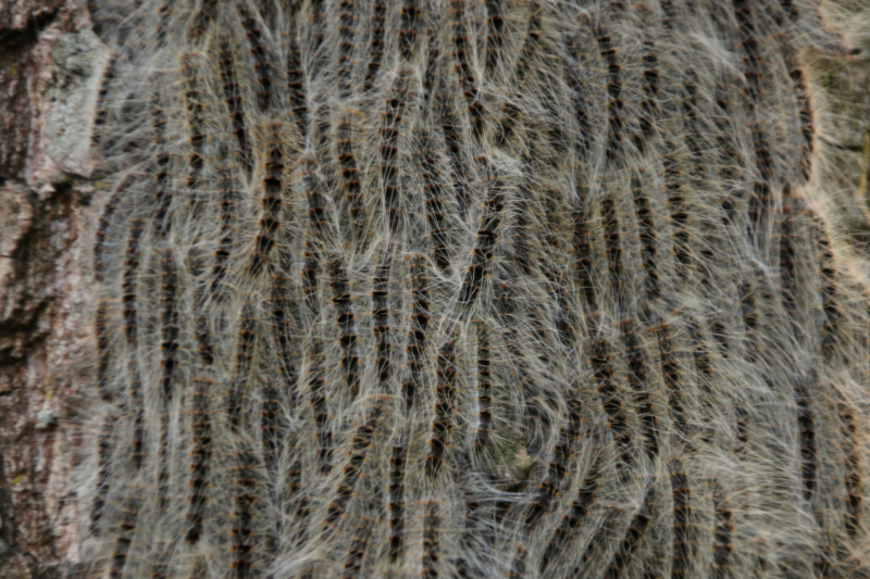 Eikenprocessierups ook in Barneveld