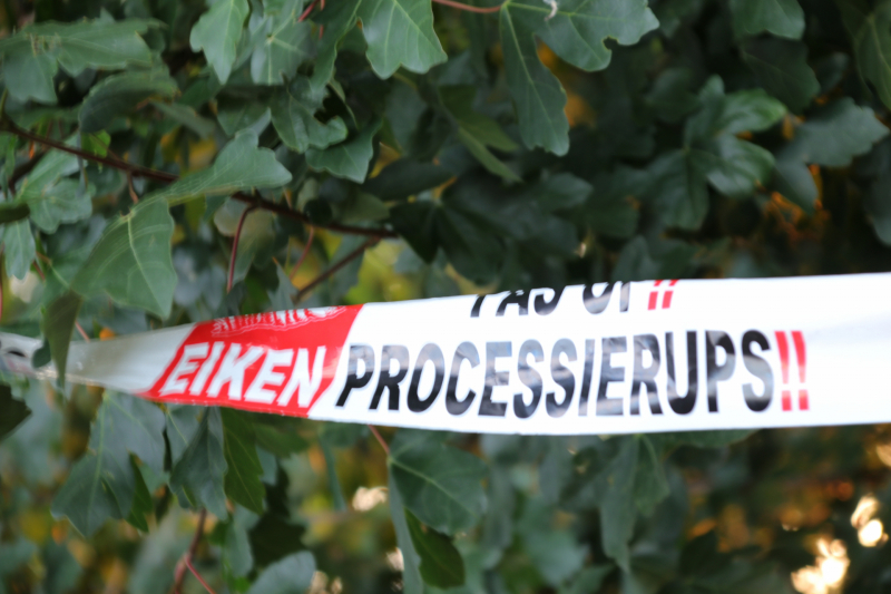 Eikenprocessierups ook in Barneveld