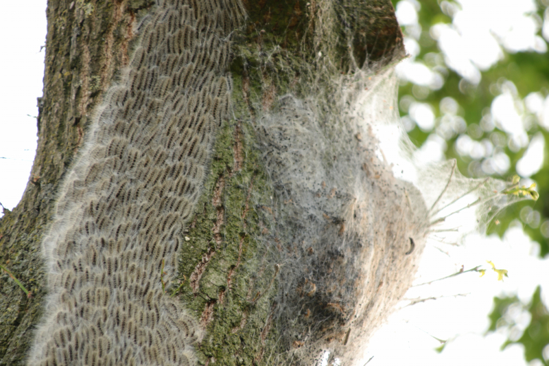 Eikenprocessierups ook in Barneveld