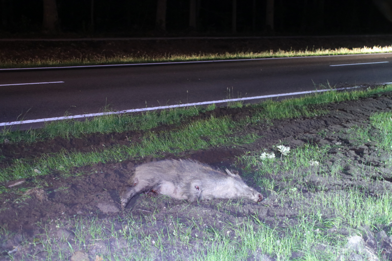 Overstekend zwijn overleden na aanrijding
