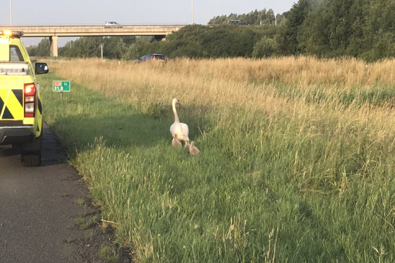 Familie Zwaan in de berm gehouden