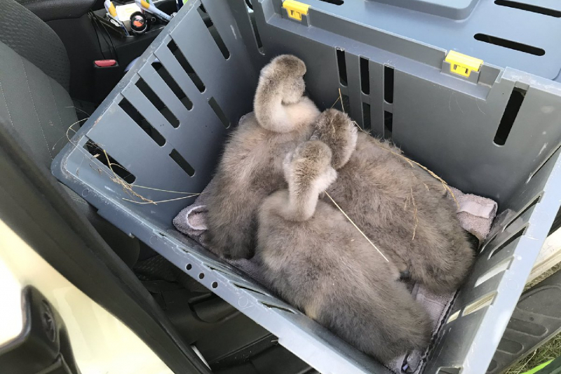 Familie Zwaan in de berm gehouden