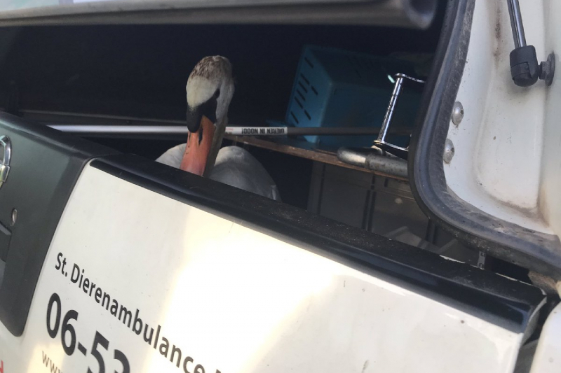 Familie Zwaan in de berm gehouden