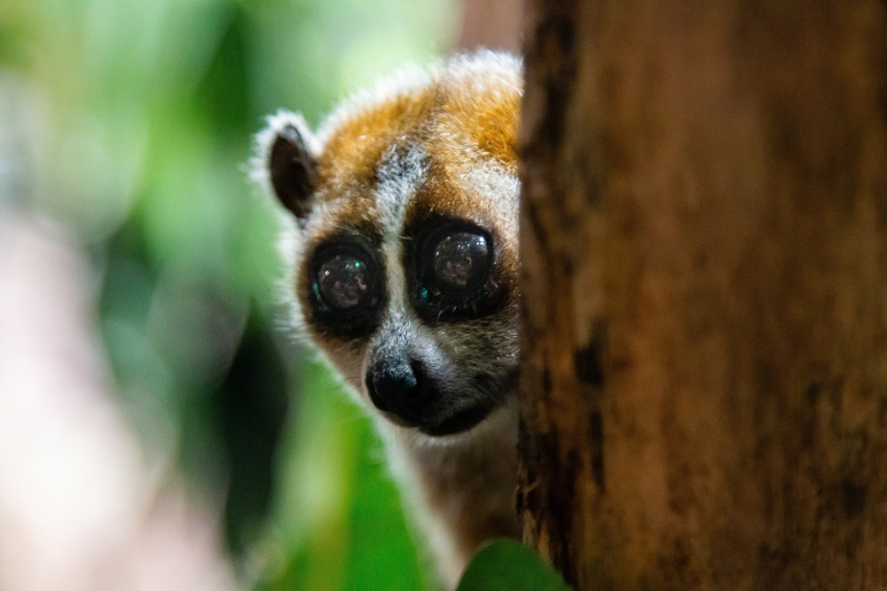 DierenPark Amersfoort verwelkomt plompe lori
