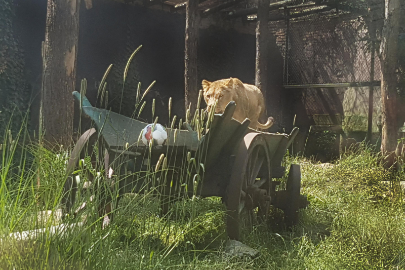 Leeuwinnen in DierenPark Amersfoort trappen halve finale vrouwenvoetbal af