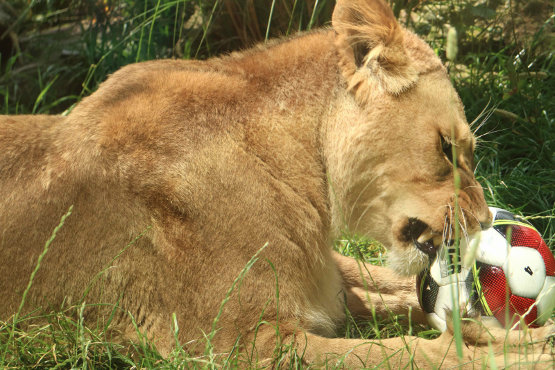 Leeuwinnen in DierenPark Amersfoort trappen halve finale vrouwenvoetbal af