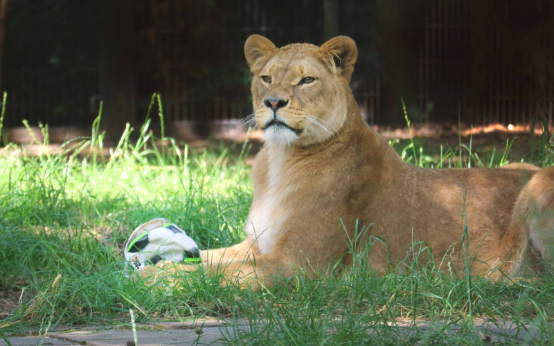 Leeuwinnen in DierenPark Amersfoort trappen halve finale vrouwenvoetbal af