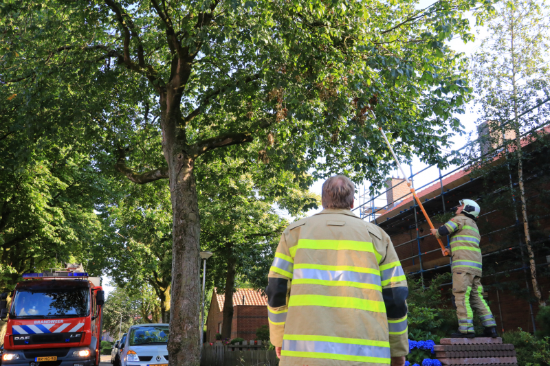 Los hangende takken verwijderd