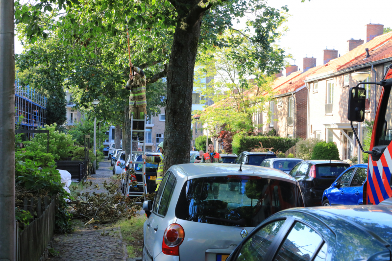 Los hangende takken verwijderd