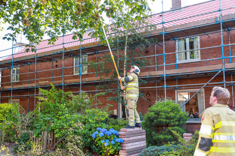 Los hangende takken verwijderd