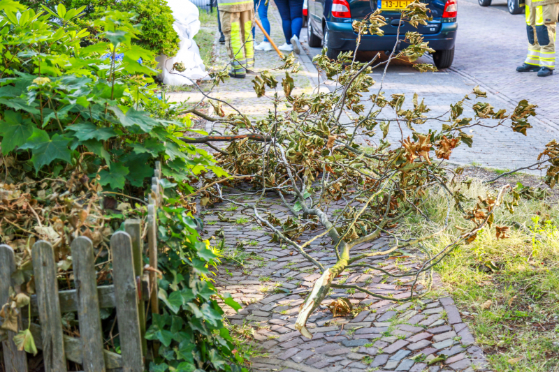 Los hangende takken verwijderd