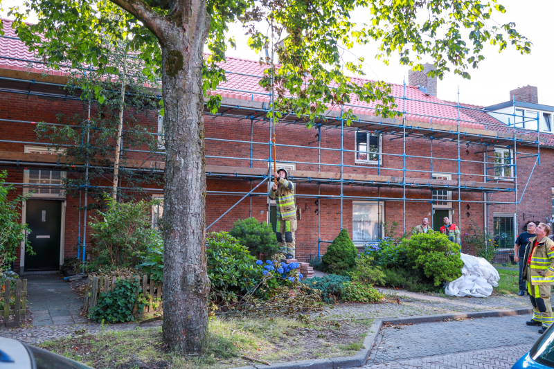 Los hangende takken verwijderd