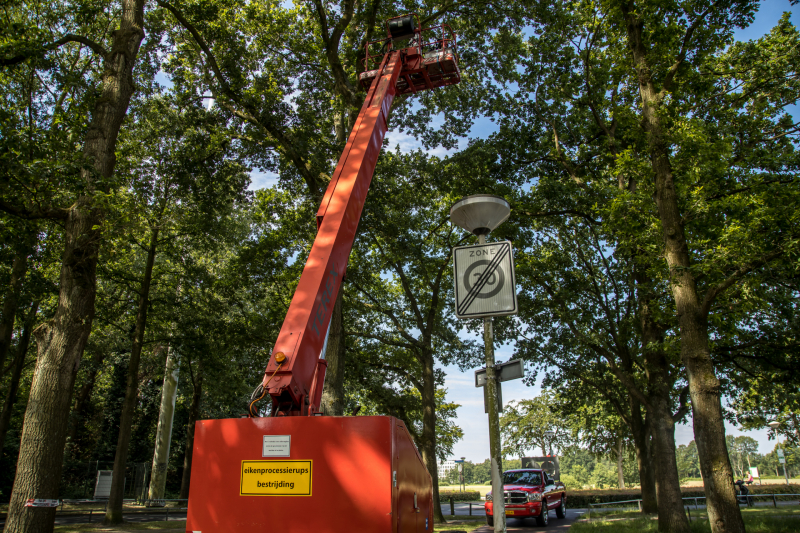 Bestrijders eikenprocessierups volop bezig