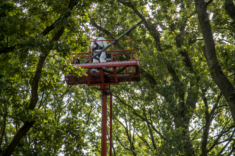 Bestrijders eikenprocessierups volop bezig