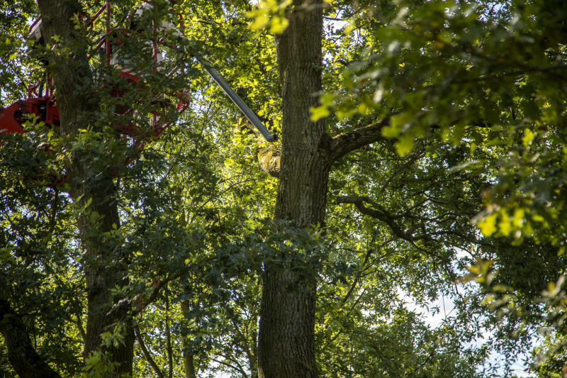 Bestrijders eikenprocessierups volop bezig