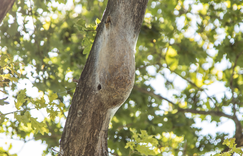 Bestrijders eikenprocessierups volop bezig