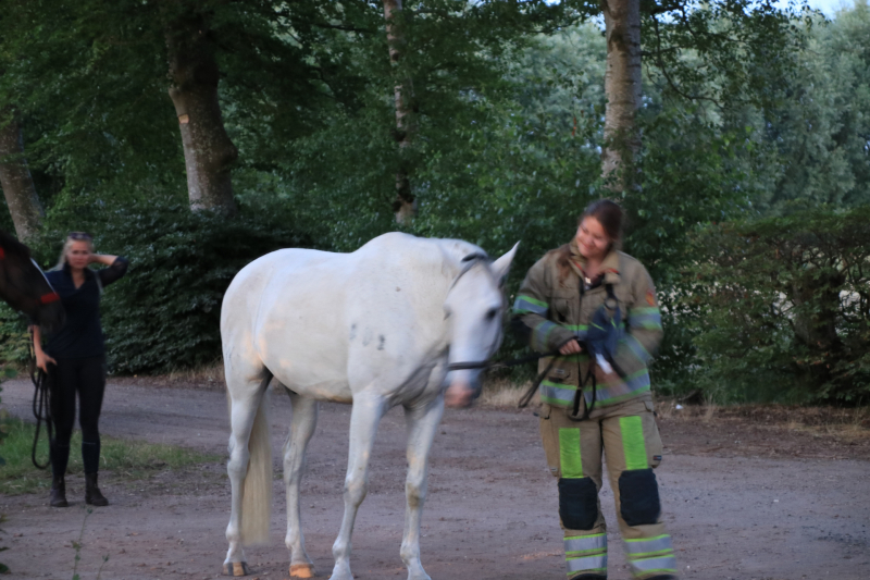Paardentrailer met paarden belandt in de sloot