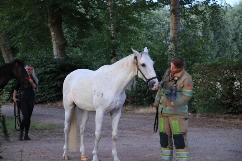 Paardentrailer met paarden belandt in de sloot