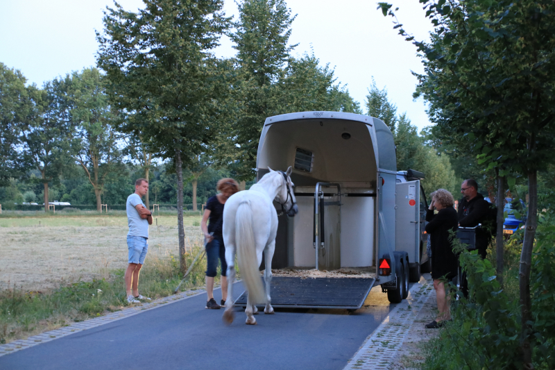 Paardentrailer met paarden belandt in de sloot