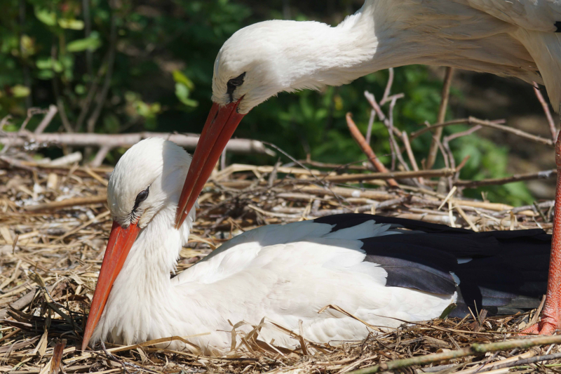 Gratis naar DierenPark Amersfoort voor kersverse moeders