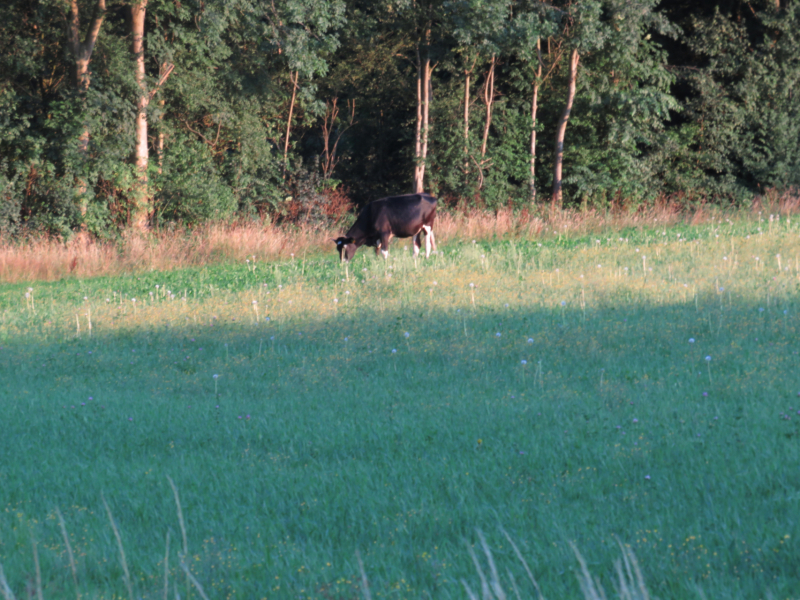 Losgebroken koe langs oprit naar Amersfoort