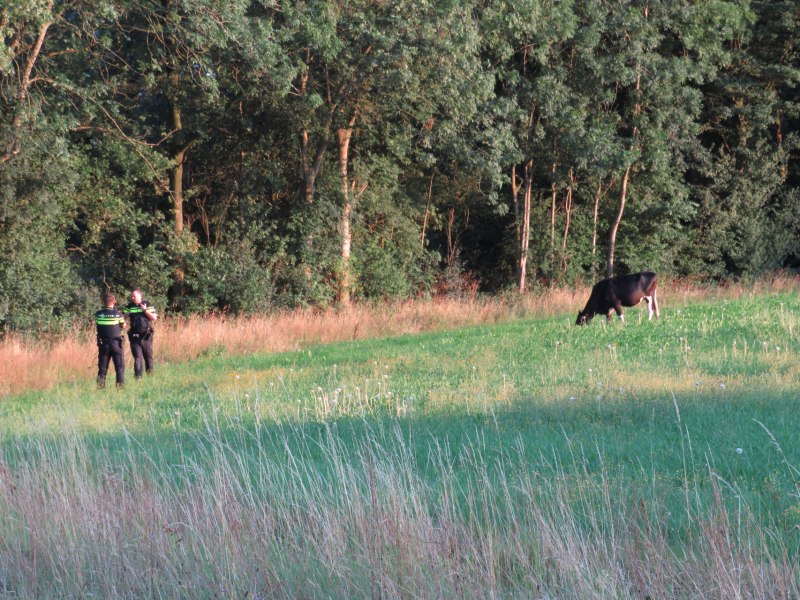 Losgebroken koe langs oprit naar Amersfoort