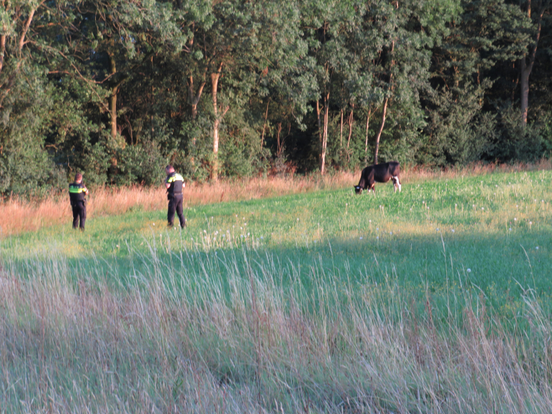 Losgebroken koe langs oprit naar Amersfoort
