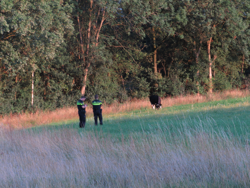 Losgebroken koe langs oprit naar Amersfoort