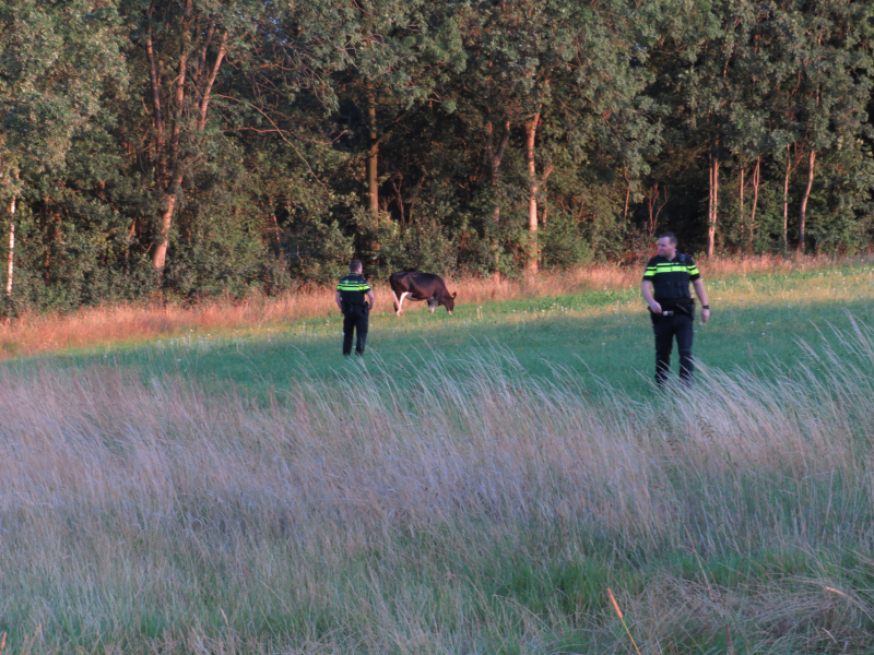 Losgebroken koe langs oprit naar Amersfoort