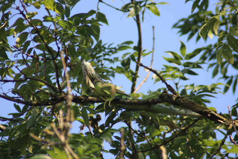 Leguaan in boom zorgt voor inzet brandweer