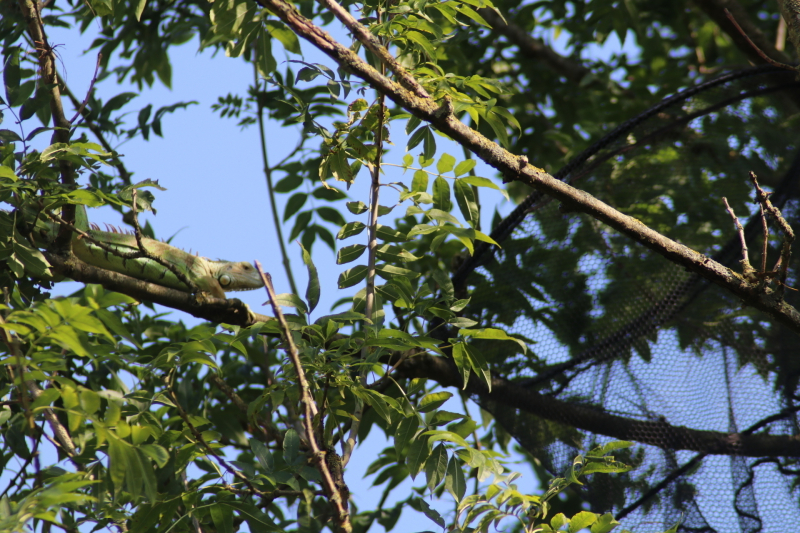 Leguaan in boom zorgt voor inzet brandweer