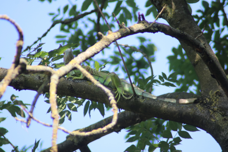 Leguaan in boom zorgt voor inzet brandweer