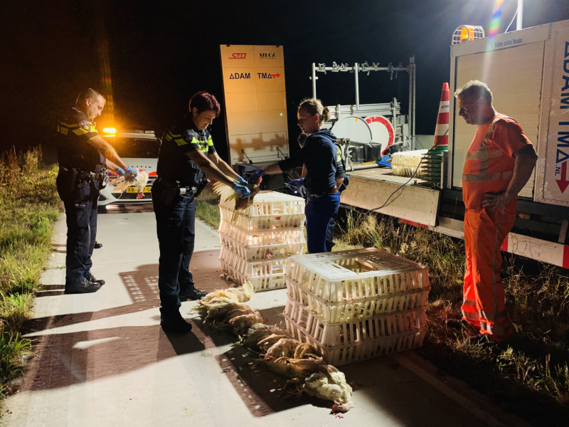 Vrachtwagen verliest lading kippen