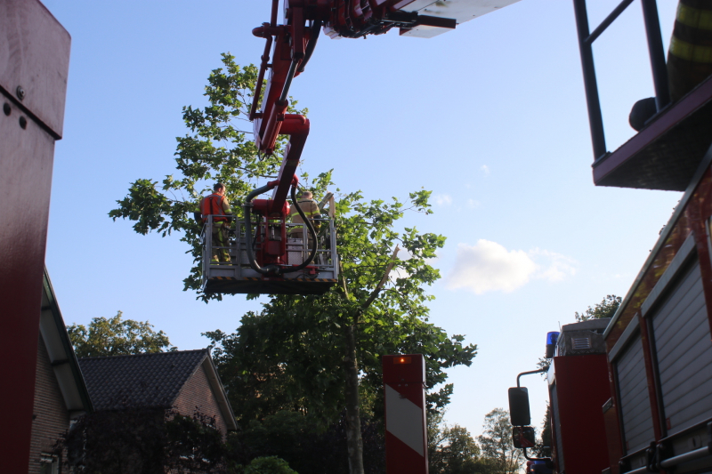 Boom deels verwijderd door stormschade